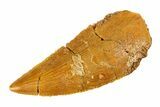 Bargain Raptor Tooth - Real Dinosaur Tooth #297537-1